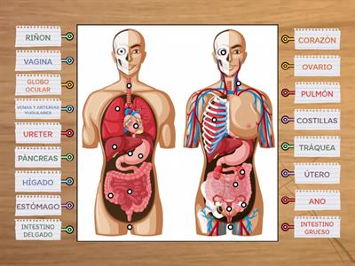 ANATOMÍA 3RO BGU. A y B