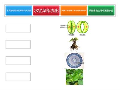  當植物氣孔夜間關閉時，會發生下列何種現象？