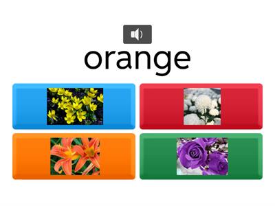 colors of flowers
