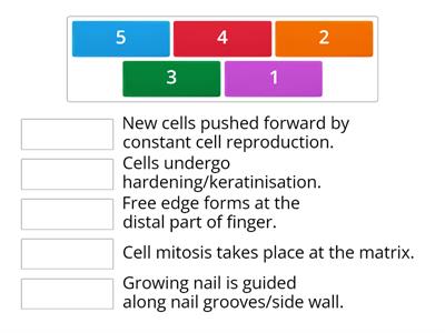 Nail growth