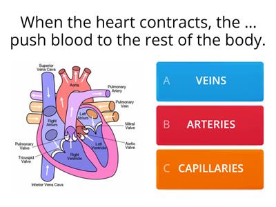 Circulatory system