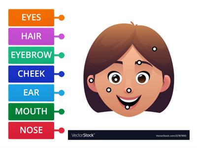 PARTS OF THE FACE