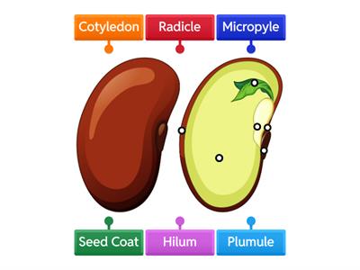 PARTS OF SEED