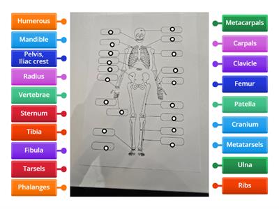 Reflex skeletal system 