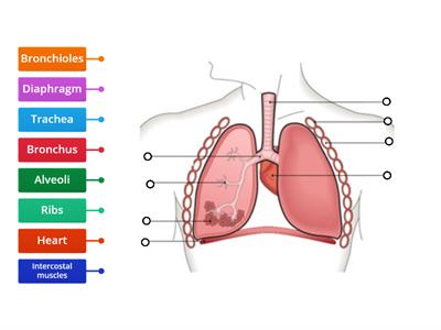 N5 The Respiratory System