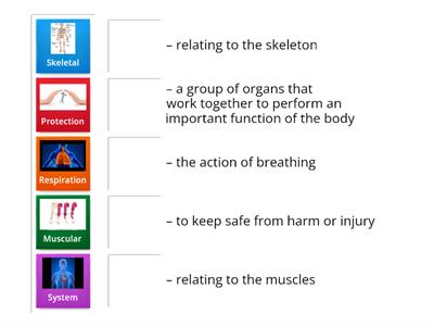 3.3a. grade 11: The musculoskeletal system 