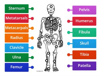 Bone Labeling