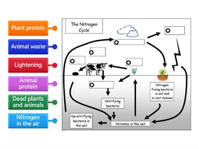 Nitrogen Cycle