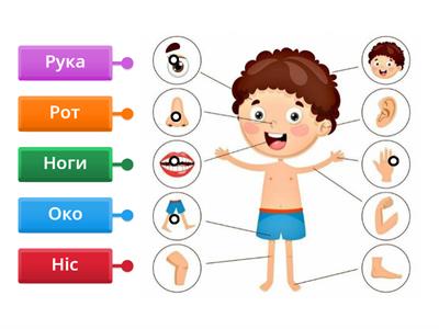 Частини тіла