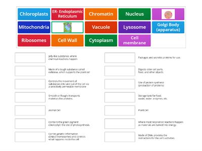 Cell Organelles (Plant and Animal)