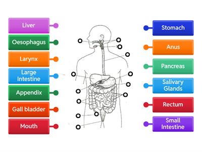 LLS Digestive System Diagram