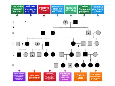 Pedigree Chart Identification