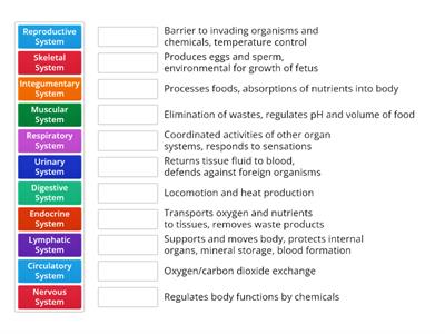 Body Systems 