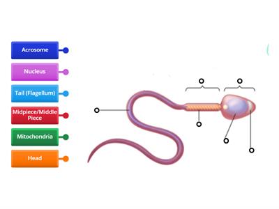 Medical Assisting 2: Reproductive System | Parts of a Sperm Cell