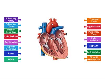 Heart Diagram Anatomy