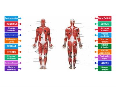 Major Muscles Quiz