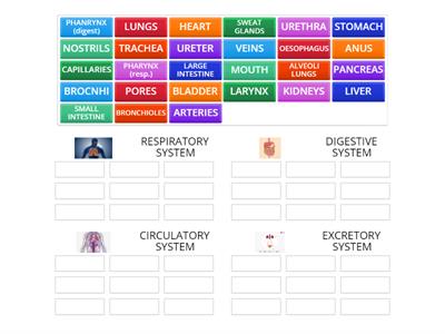 CLASSIFY THE ORGANS: