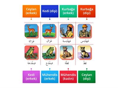 Arapça 5 (Mektep) Müzekker (Eril) – Müennes (Dişil) 