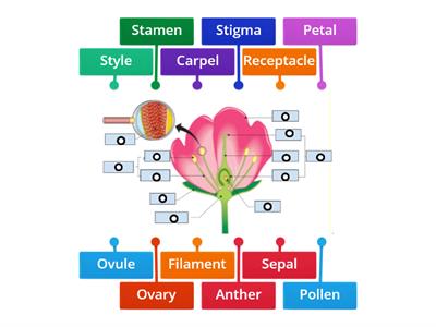  Structure of a Flower