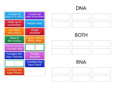 DNA and RNA