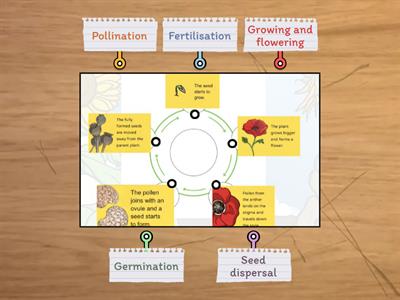 Plant life cycle 3 grades 