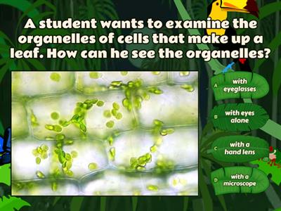 Plant and Animal Cells Quiz