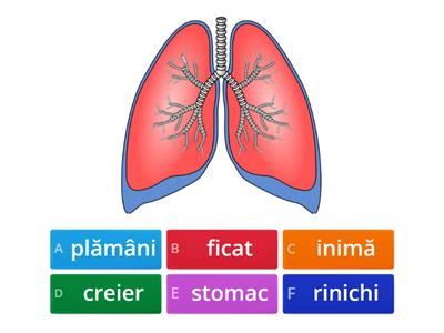 Recunoști organele interne?