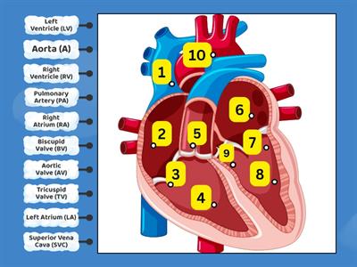 2T S6 G7 Heart