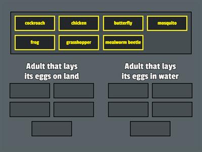 Classify the animals_4