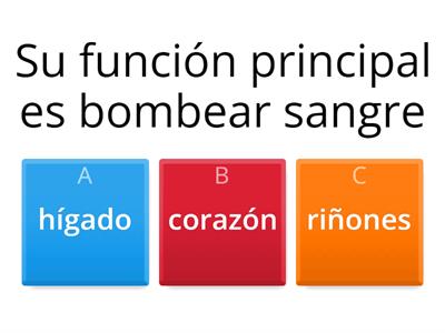 Funciones de los órganos del cuerpo humano 