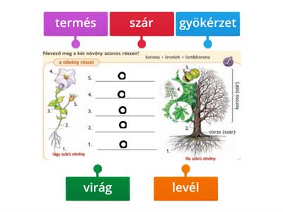 A növények részei