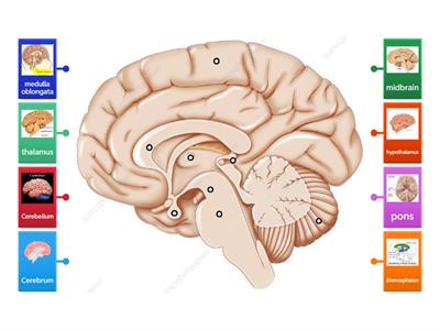Parts of the Brain