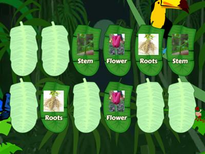 Plant parts matching pairs Y1