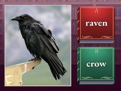 Raven or crow? Pre-reading activity 