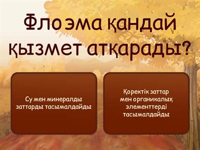 Ксилема және флоэма