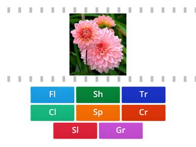 Consonant Clusters