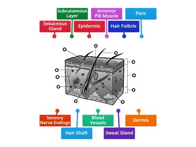 Structure of the skin 