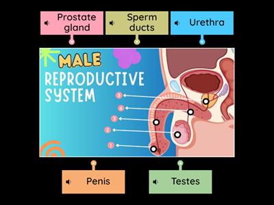 Male Reproductive System