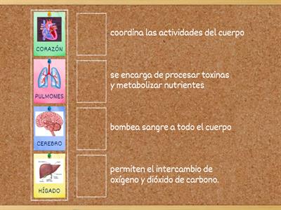 ORGANOS DEL CUERPO HUMANO