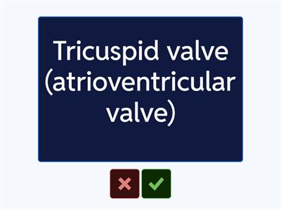 Circulation flash cards