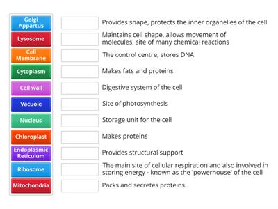 Organelle Functions
