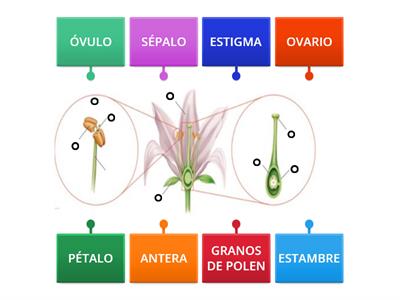  PARTES DE LA FLOR