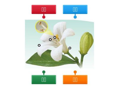 標籤Ch1活動3植物的花