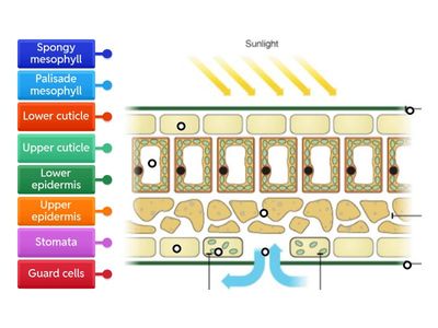 Internal Leaf Structure 
