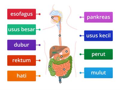 Sistem Pencernaan Manusia