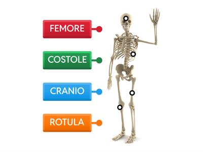 Ossa Scheletro (COPIA)