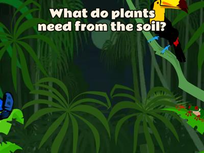 Year 4 Science DLP Unit 4 Quiz