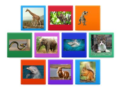 Module 8 : Find the animals