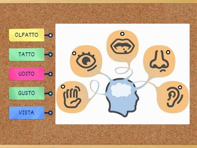 GLI ORGANI DI SENSO
