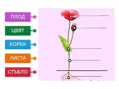 части на растенията